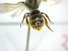Evylaeus