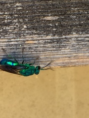 Chrysis smaragdula
