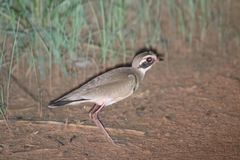 Rhinoptilus chalcopterus