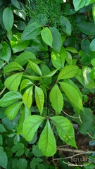 Crateva adansonii formosensis