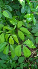 Crateva adansonii formosensis