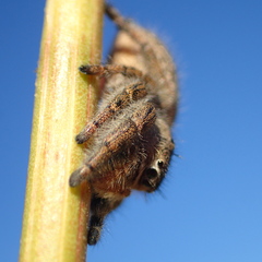 Phidippus purpuratus