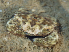 Leptodius