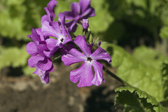 Primula sieboldii