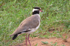 Vanellus tectus
