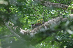 Cercopithecus ascanius