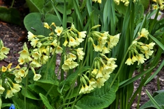 Primula elatior