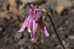 Aquilegia flabellata