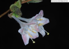 Lonicera elisae