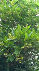 Premna microphylla