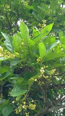 Premna microphylla