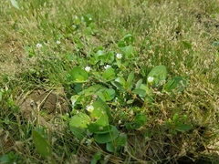 Bacopa rotundifolia