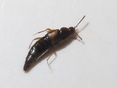 Oxypoda acuminata