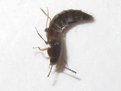 Oxypoda acuminata