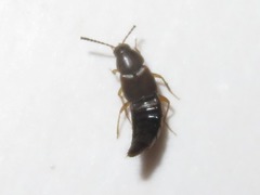 Oxypoda acuminata