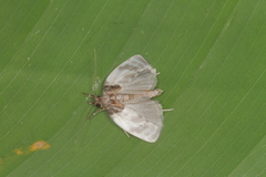 Antaeotricha radicalis
