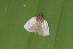 Antaeotricha radicalis