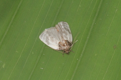 Antaeotricha radicalis