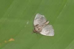 Antaeotricha radicalis