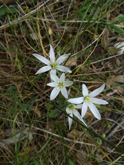 Ornithogalum baeticum
