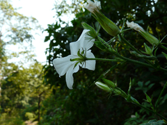 Hibiscus hirtus