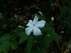 Hibiscus hirtus