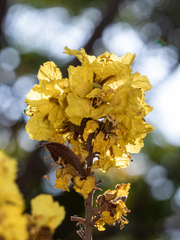 Peltophorum pterocarpum