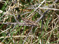 Phaulacridium marginale