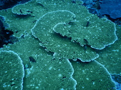 Acropora clathrata image