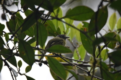 Tolmomyias sulphurescens