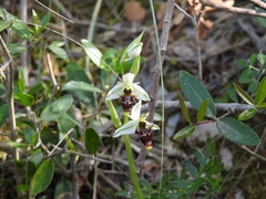 Ophrys scolopax apiformis