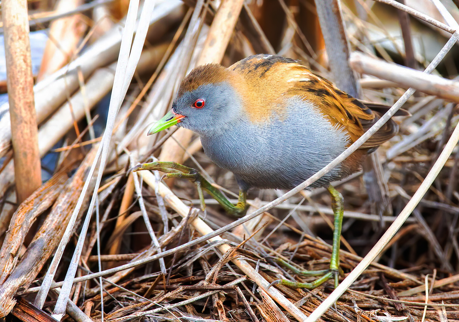Little Crake (Zapornia parva)