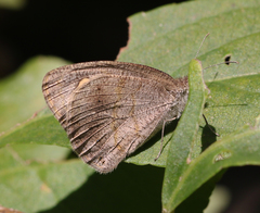 Ypthima baldus madrasa