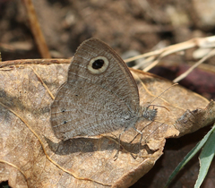 Ypthima baldus madrasa