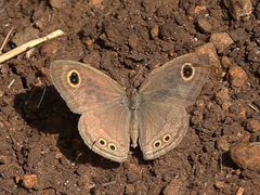 Ypthima baldus madrasa