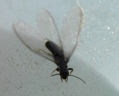 Reticulitermes banyulensis