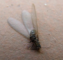 Reticulitermes banyulensis