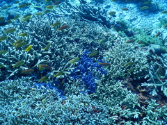 Pseudanthias huchtii