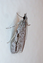 Eudonia bisinualis