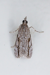 Eudonia bisinualis