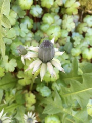 Taraxacum officinale