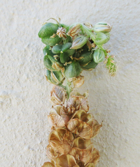 Albuca virens