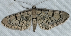 Eupithecia venosata