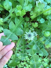 Taraxacum officinale