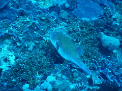 Arothron caeruleopunctatus