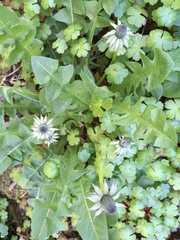 Taraxacum officinale