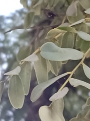 Dalbergia miscolobium