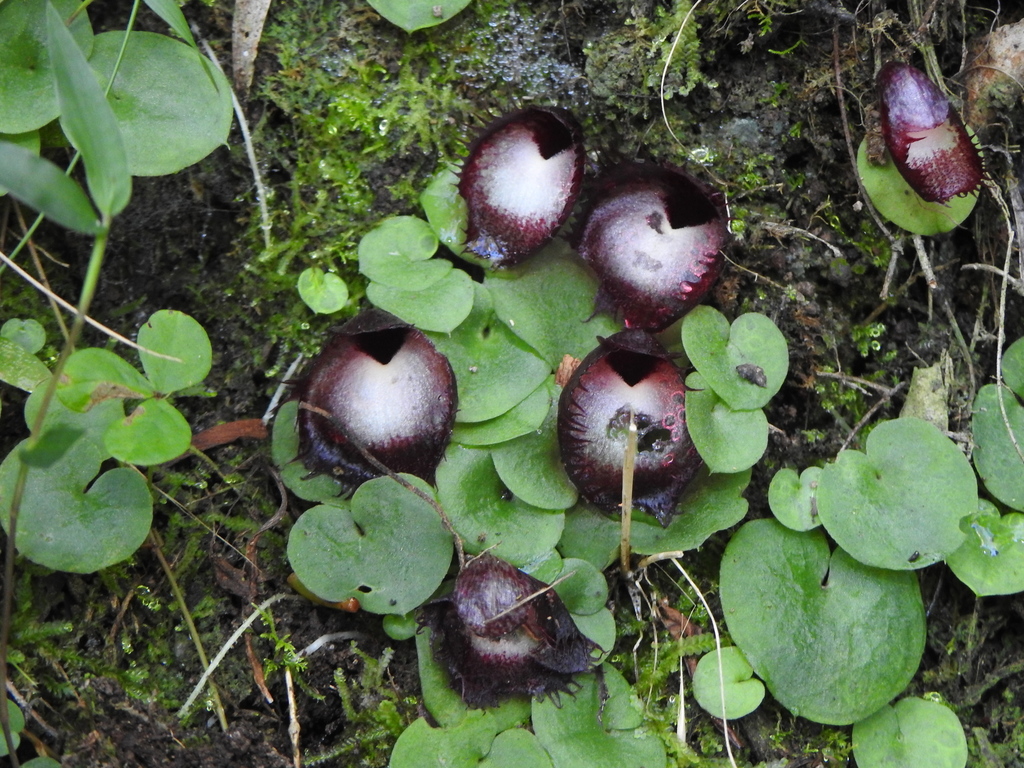 Corybas hispidus