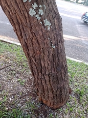 Dalbergia miscolobium