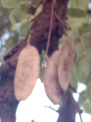 Dalbergia miscolobium